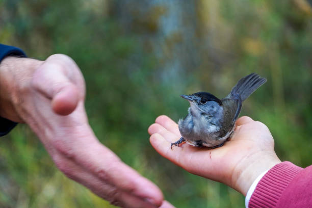 Scientist holding a ringed European pied flycatcher (Ficedula hypoleuca) in a bird banding/ringing session
