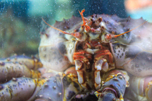 istock Crab in Market Showcase 2181392711