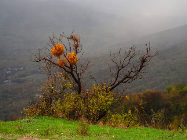 Mistletoe in a tree in autumn. Landscape in a mountain forest in the Crimean Peninsula, autumn morning, after rain. Fog in the mountains in autumn colorful fall leaves, foliage.