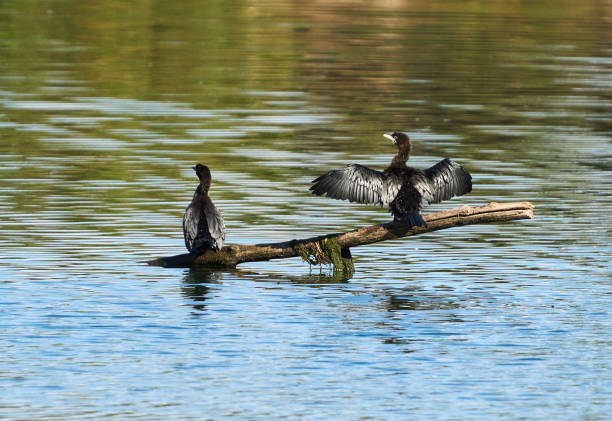 Juvenile cormorants perched on a branch in a large river