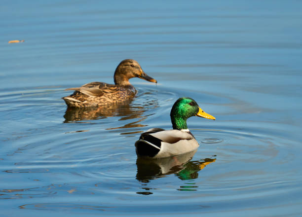istock Pair of ducks on the lake 2181393917
