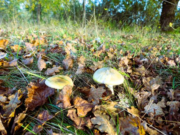 Mushrooms growing among autumn leaves in a forest setting, highlighting nature's seasonal cycle.