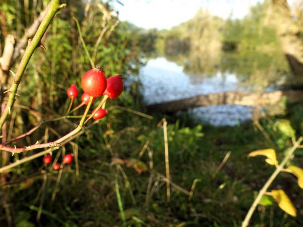 istock Red berries with a serene lake backdrop. 2181393981