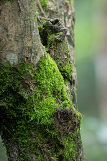 Beauty of Nature , Close up texture of green moss
