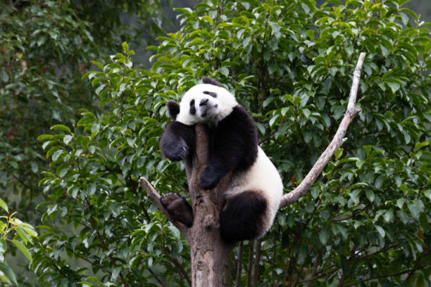 istock Happy Little Panda sleeping on the High Tree, Wolong, China 2181395221