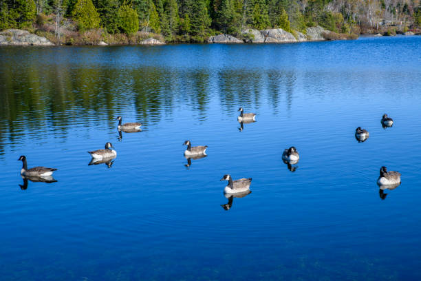 istock Canada geese gathered in water. 2181395740