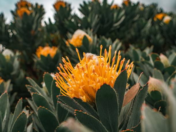 istock Yellow Protea Flowers in Bloom 2181396273