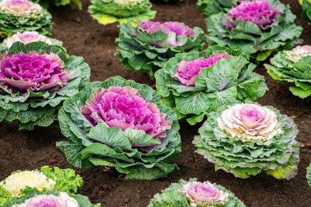 Colourful cabbage in the autumn garden