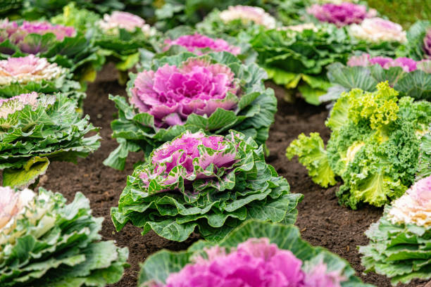 istock Colourful cabbage in the autumn garden 2181396784
