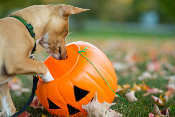 istock Finding the Best Halloween Treats 2181396861