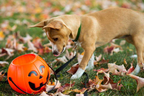 istock Snooping for Halloween Treats 2181396863