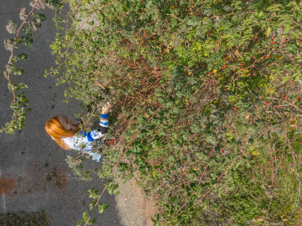 Young woman gardening in a sunny outdoor space, pruning plants with secateurs, nurturing greenery, and enjoying the tranquility of nature while engaging in her favorite hobby