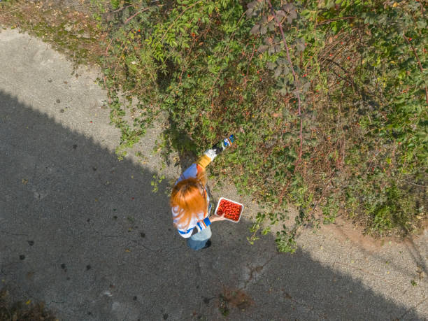 Woman  picking up - harvesting ripe rosehip from a tree in autumn