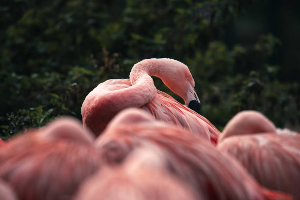 istock Flamingo beautiful pink tropical bird 2181397510