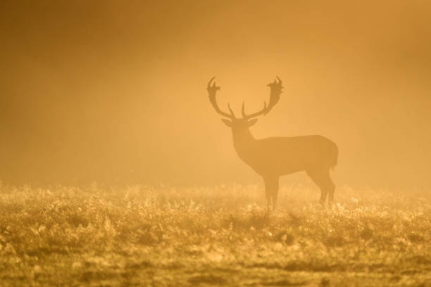 Deer amongst a crop of canola in rural Southern Alberta morning, Canada
