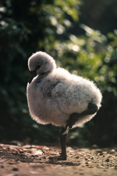 istock Cute flamingo chick baby bird 2181397715