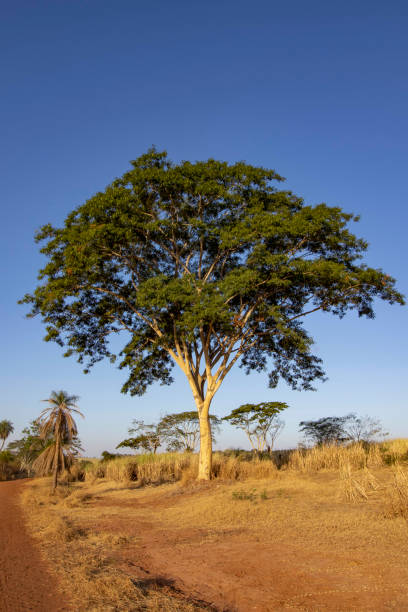 istock Farinha-seca Tree (Albizia niopoides) in Natural Habitat 2181398042