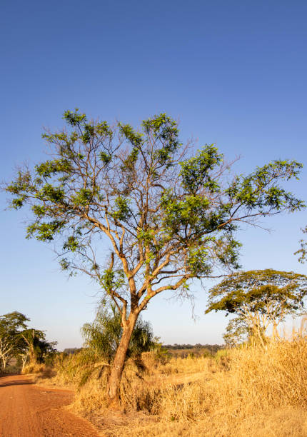 istock Amendoim-bravo Tree (Pterogyne nitens) in Natural Habitat 2181398045