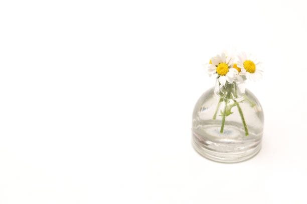 Mini marguerite in a small vase isolated on a white background.