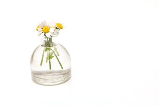 Mini marguerite in a small vase isolated on a white background.