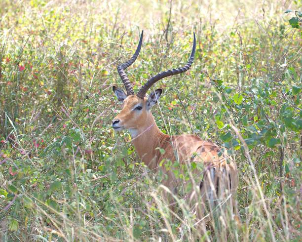A male impala looks at the camera while standing in tall grass in Serengeti National Park, Tanzania.