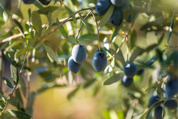 Black Gemlik Olives