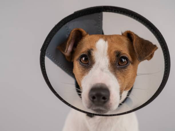 istock Jack Russell Terrier dog in plastic cone after surgery. 2181400887