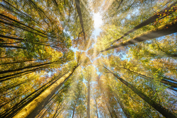 istock Experience the Majestic Beauty of a Forest Canopy with Sunlight Streaming Down Through 2181403698
