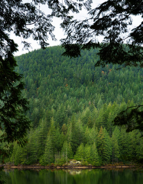 A tranquil lakeside scene featuring lush green forests, a serene water body, and rocky shore. The image exudes peace and natural beauty, ideal for nature and travel themes.