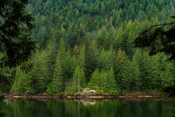 A tranquil lakeside scene featuring lush green forests, a serene water body, and rocky shore. The image exudes peace and natural beauty, ideal for nature and travel themes.