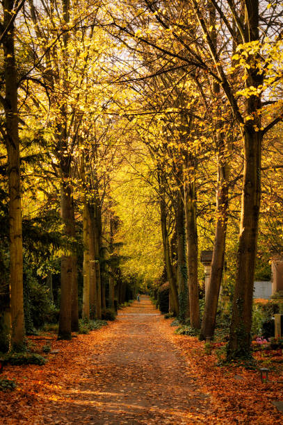 istock Autumnal avenue of trees 2181405839