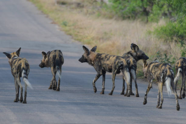istock Endangered African wild dog during safari in kruger 2181408366