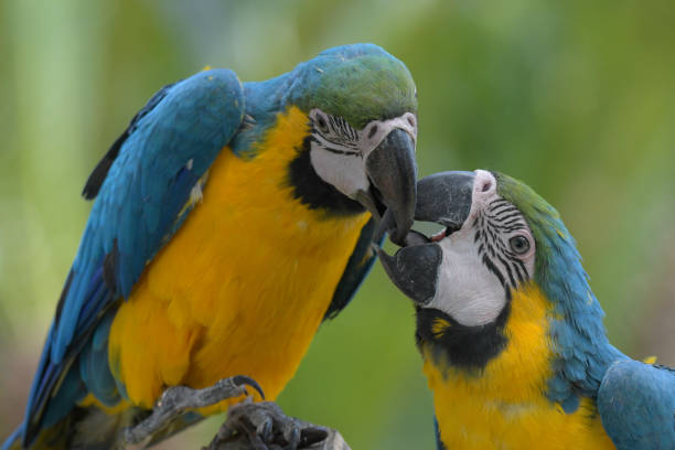 istock Blue and yellow macaw (Ara ararauna) an exotic bird 2181408409