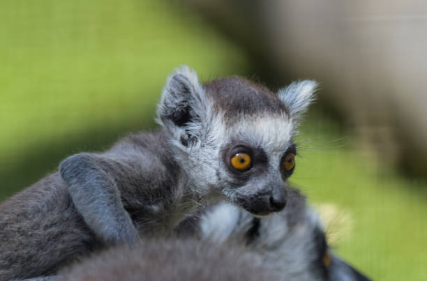 Ring tailed Lemur catta in a zoo