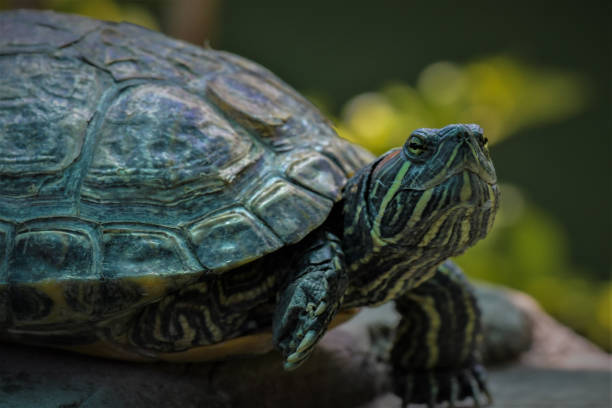 istock Terrapin turtle closeup in a zoo 2181408487