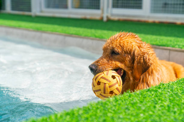 Happy Golden Retriever dog breed swimming and playing dog toy ball in swimming pool. Domestic dog do sport training exercise for health care, lose weight and muscle building. Pet Hydrotherapy concept.