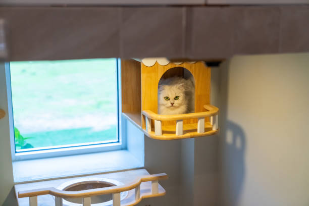 istock Persian cat relaxing in cat house at cat hotel. 2181409267