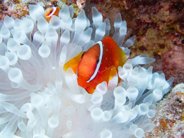 istock Tomato Anemonefish in whitened sea anemone 2181409376