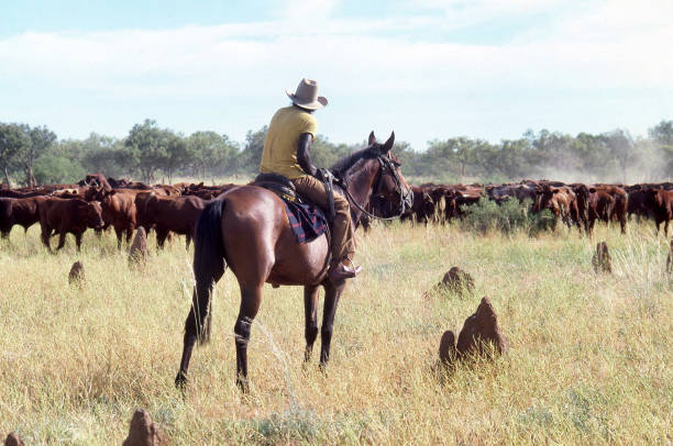 Kimberley region, Northern Territory, Australia, February 5, 1990: View of an indigenous stockman on horseback during a beef cattle muster on a Northern Territory cattle station