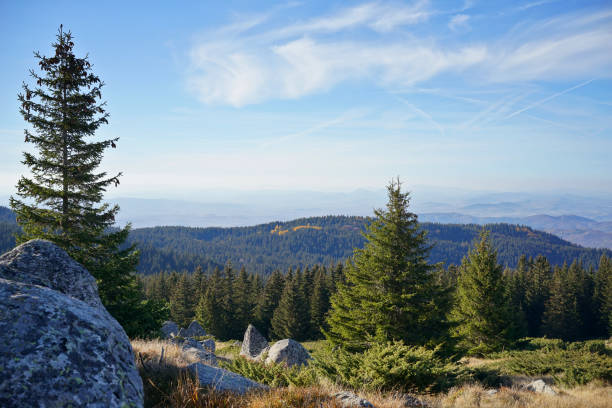 Wilderness, nature and the forest. Spring thinning of the Bilecik forests