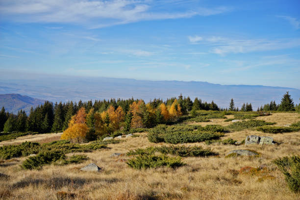 Wide view of forests on Vitosha and Lyulin mountains , Bulgaria.