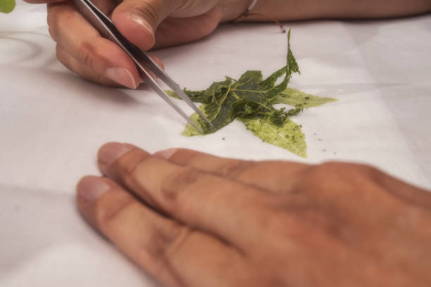 Woman textil artist from Bogota. She uses ecoprint transferring prints from leaves onto a substrate such as fabric. Hapa zome means “leaf dye”, is a Japanese printmaking technique that uses the natural pigments in leaves and flowers.