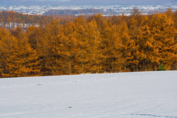 Golden larch forest in early winter
