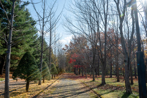 A walking path through a colorful autumn park