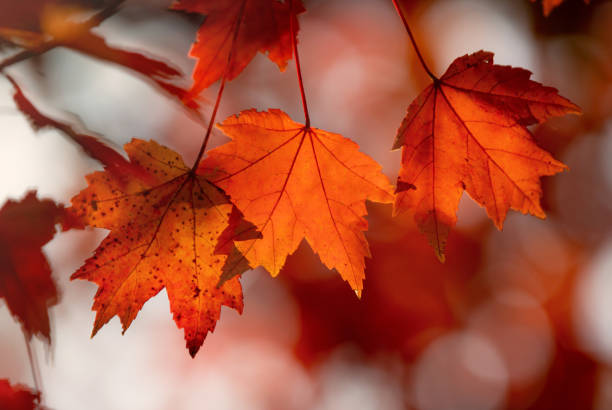 istock Close up of red colored leaves in fall 2181412352