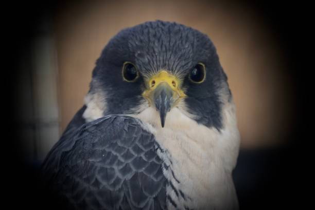 istock Falcon portrait gray feather 2181413194