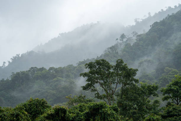 istock Layers of dense jungle vegetation and low lying clouds in the Mindo Valley 2181413727