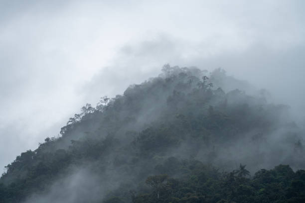 istock Dense jungle vegetation meets low lying clouds in the Mindo valley 2181413731