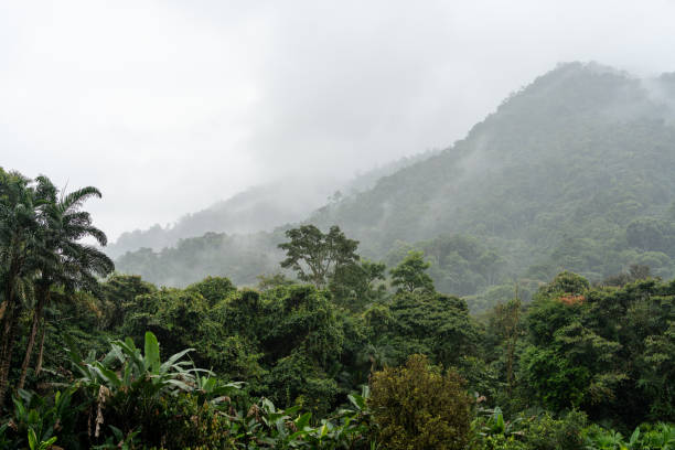 Thick jungle vegetation including palm trees and banana plants, with cloud covered mountains in the background
