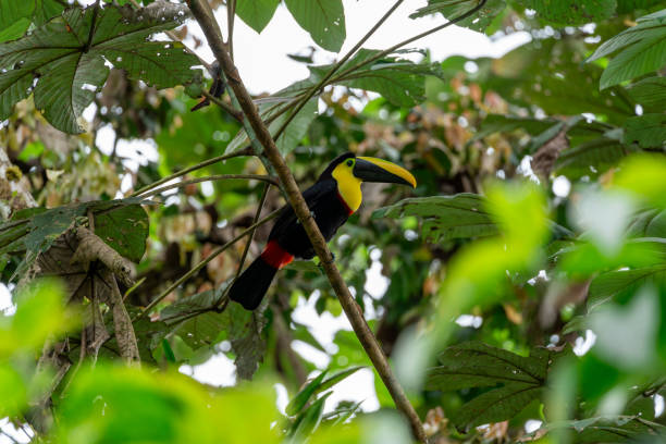 Choco toucan perched on a diagonal branch within the jungle canopy, There are defocused green leaves in the foreground